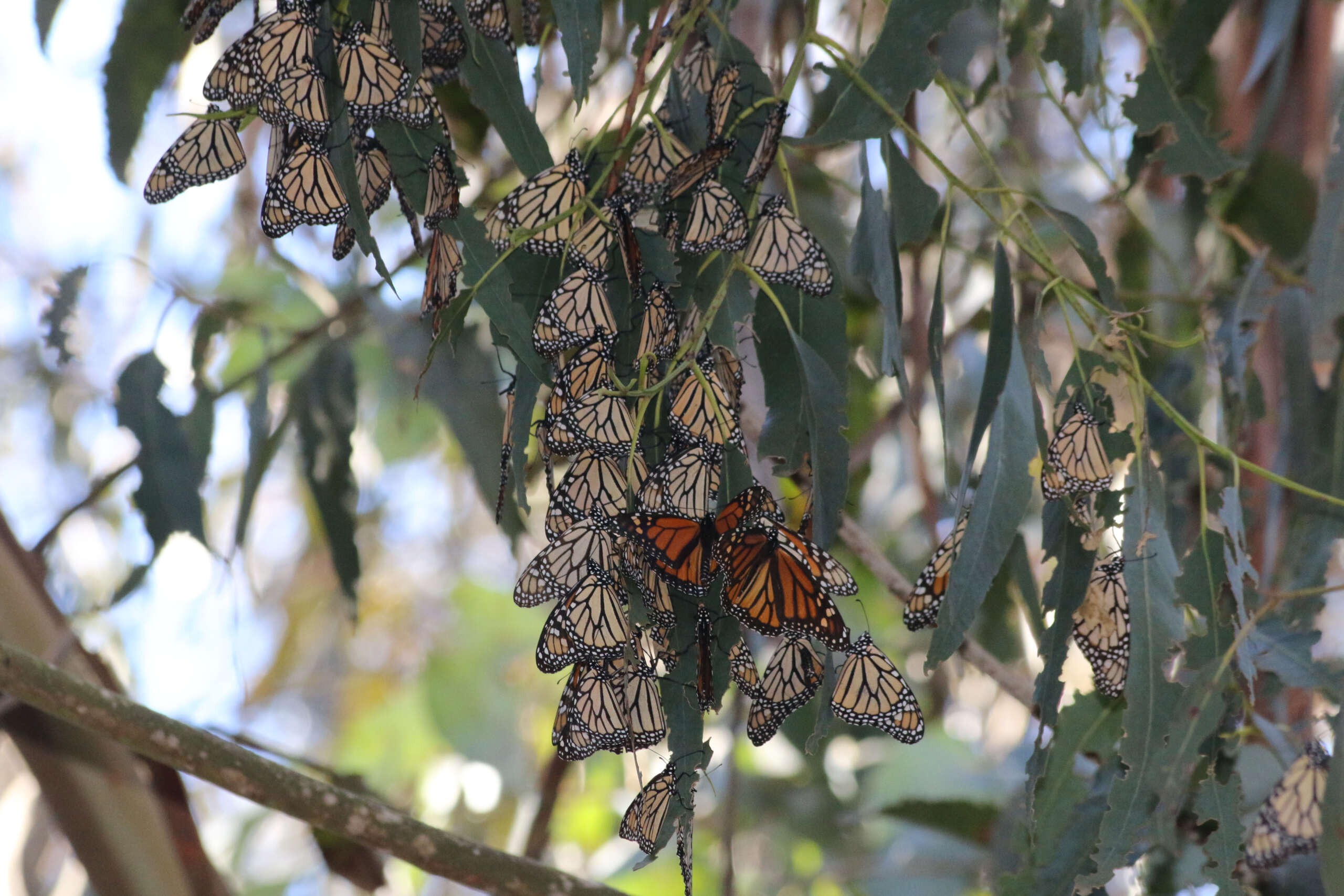 Overwintering monarchs in Goleta, California. Photo Credit: Joanna Gilkeson/USFWS