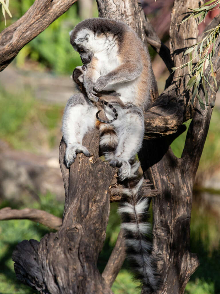 Ring-tailed Lemur Mom and Baby