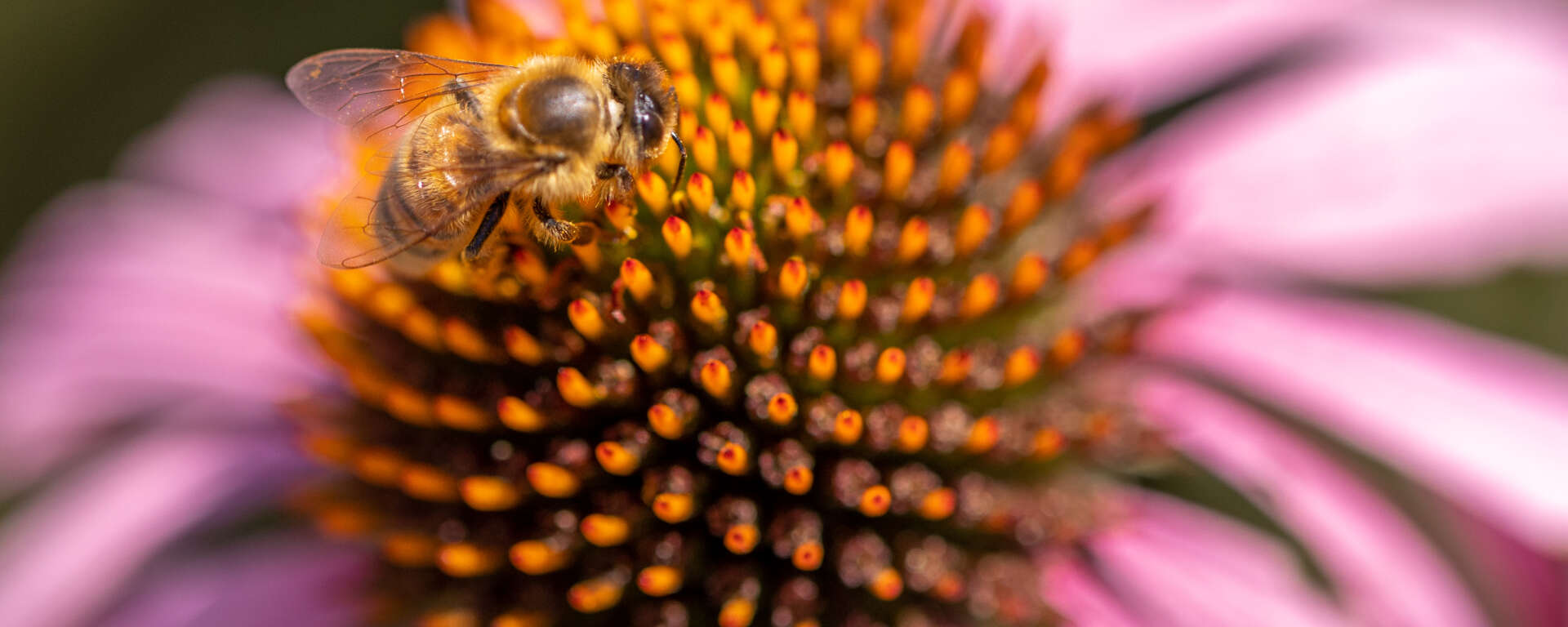 A honey bee hard at work on a coneflower. Photo Credit: Mark Pressler