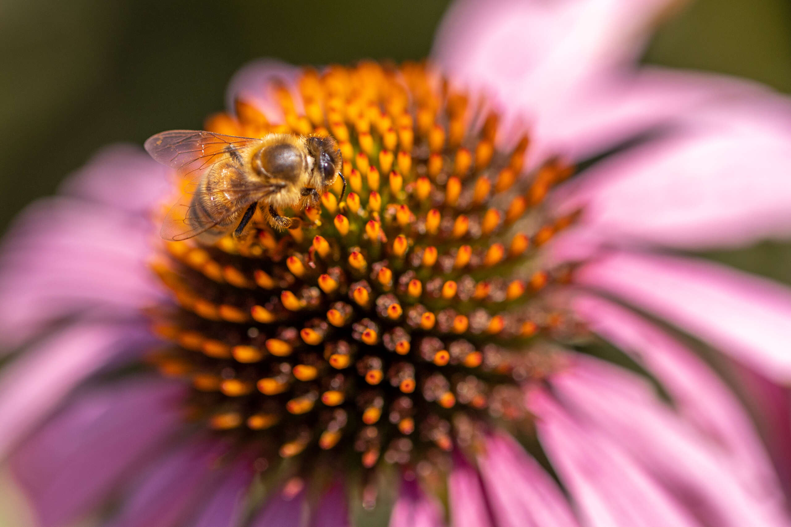 A honey bee hard at work on a coneflower. Photo Credit: Mark Pressler