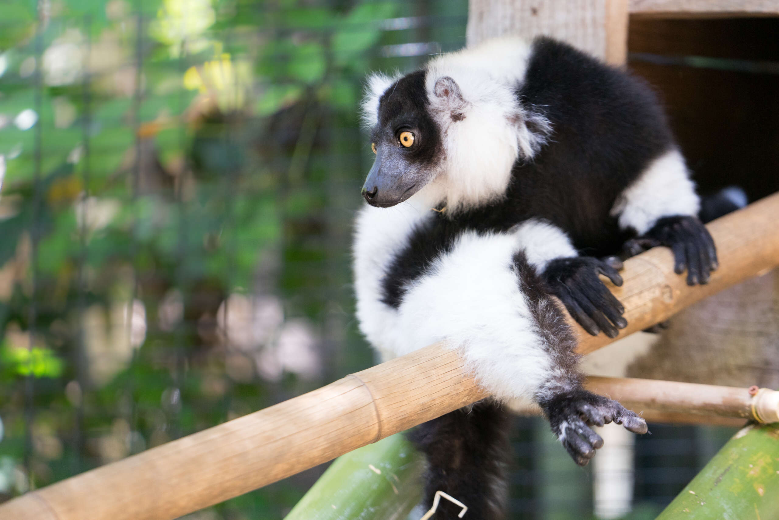 A black and white ruffed lemur at Happy Hollow