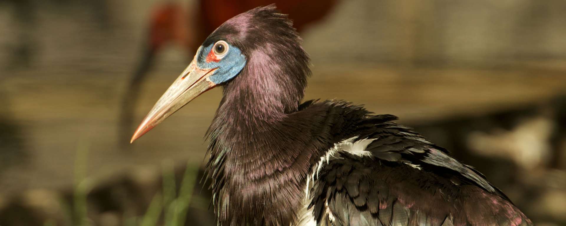 Abdim's Stork Dennis Ha