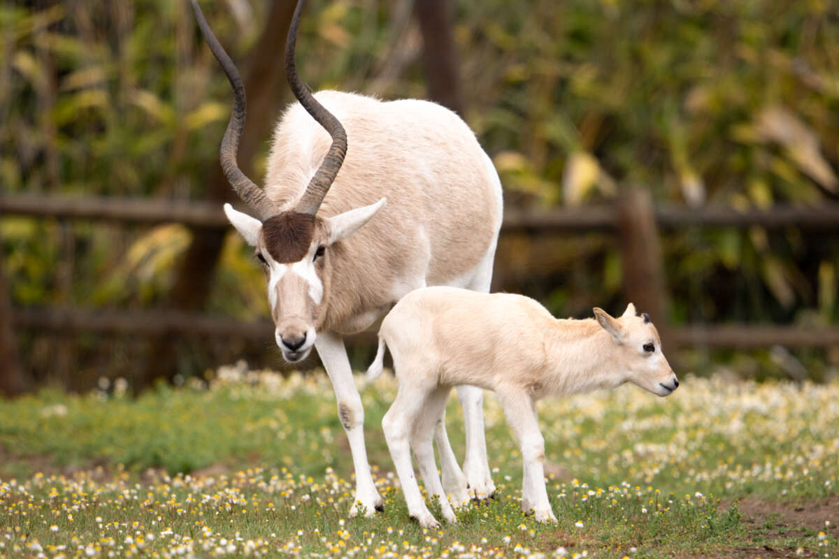 addax baby and mom