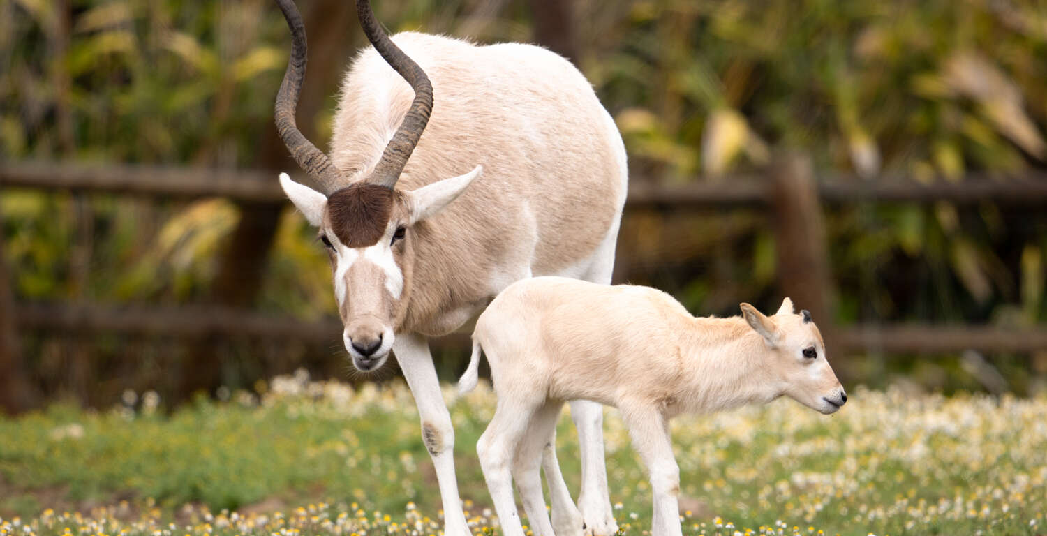 addax baby and mom