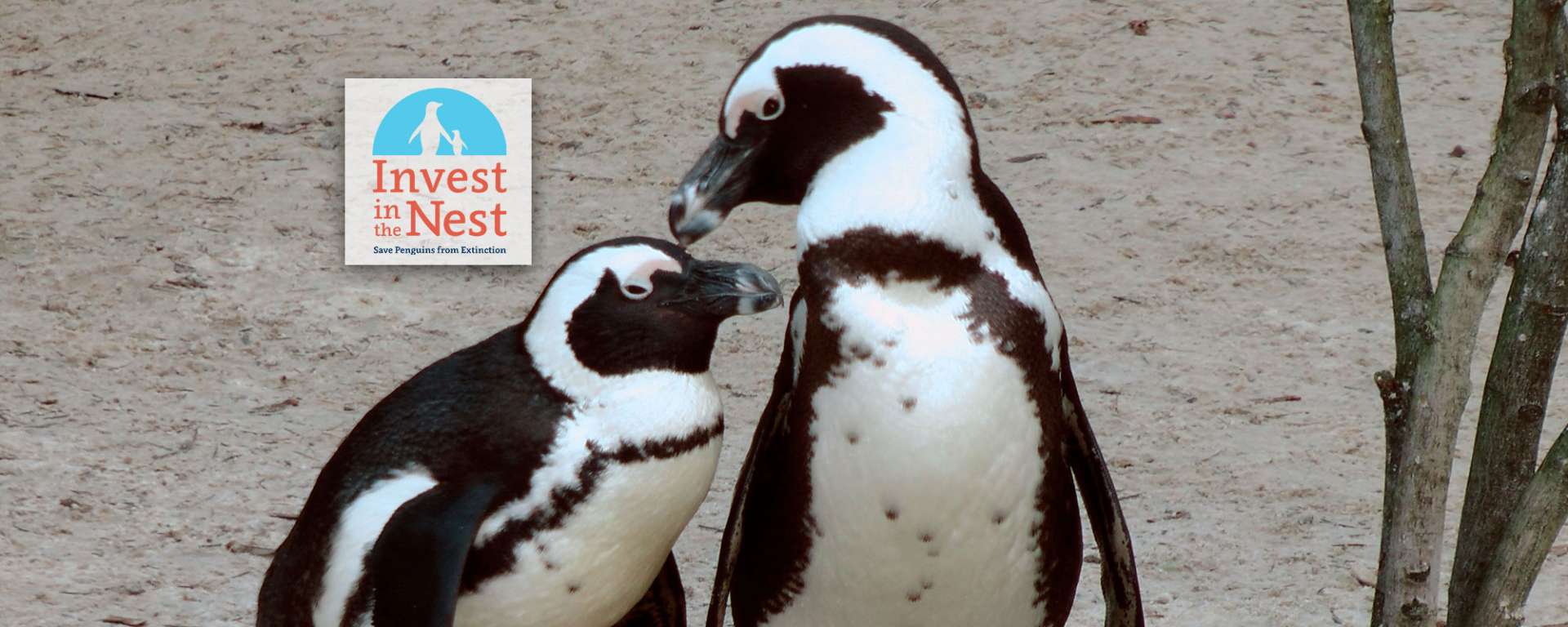 African Penguins Invest in the Nest