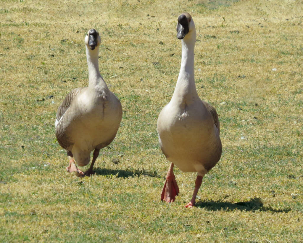 African Goose