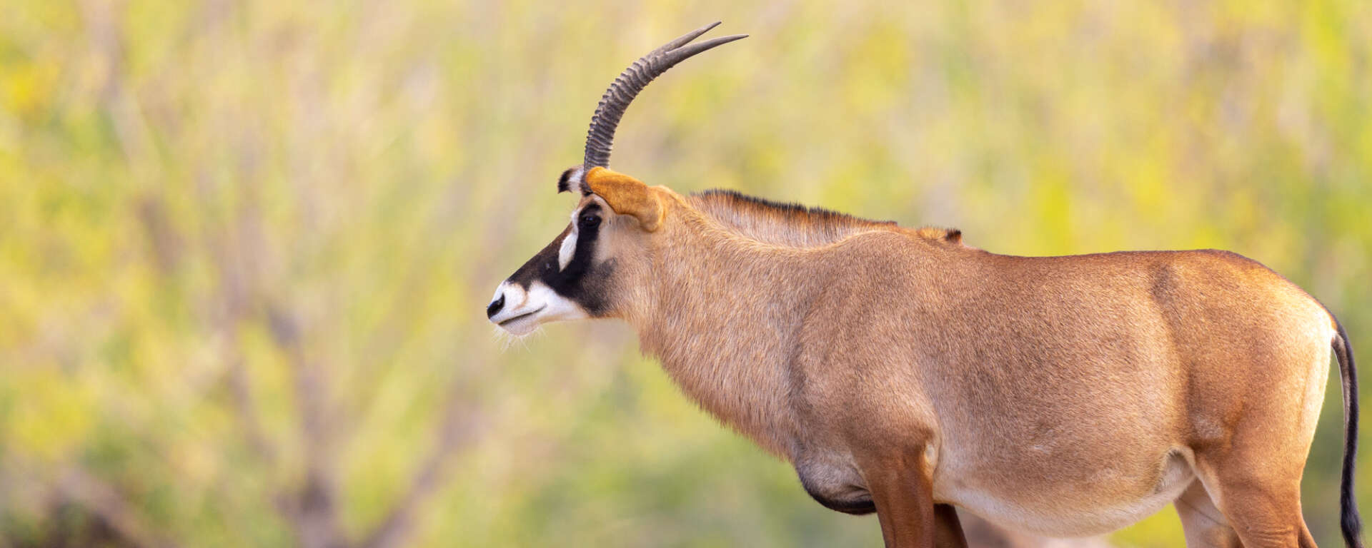 roan antelope banner