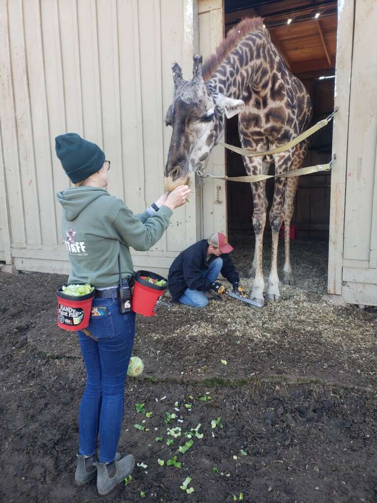 Giraffe and Keeper Ellie Gressman