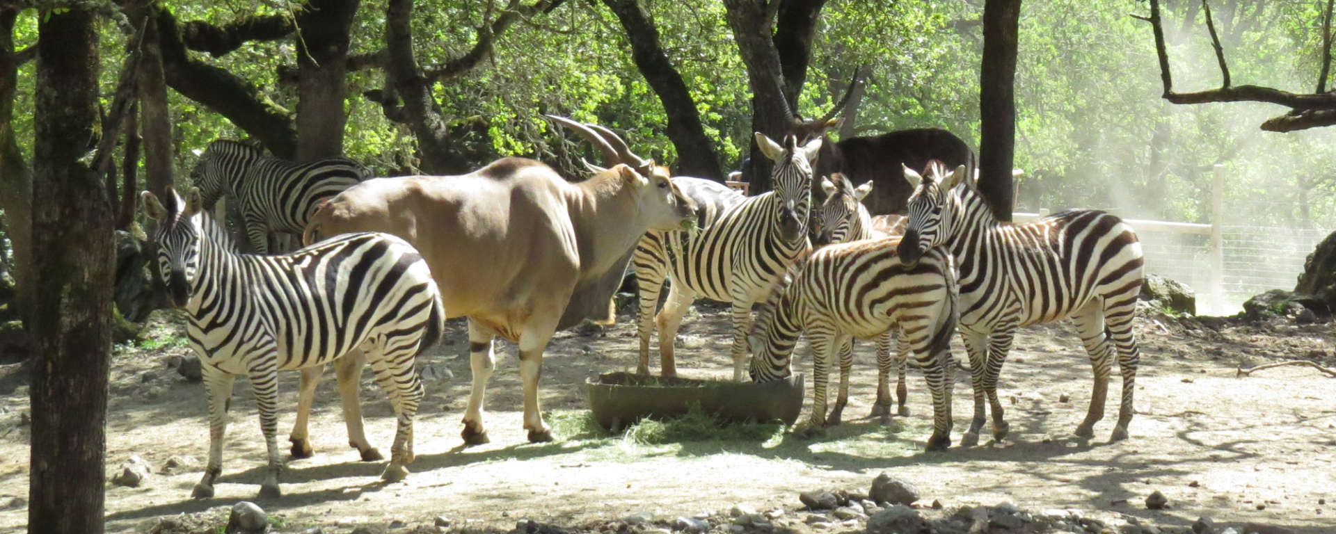 zebra and eland