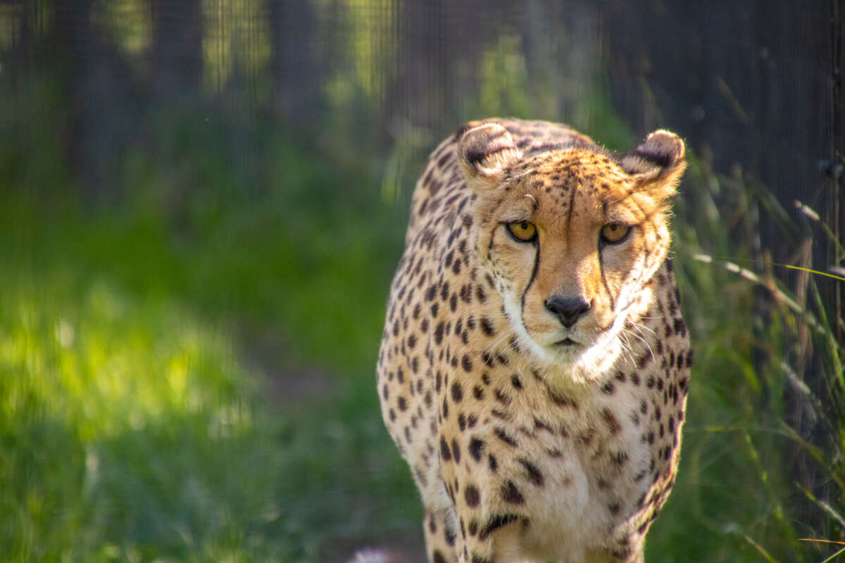 adult female cheetah