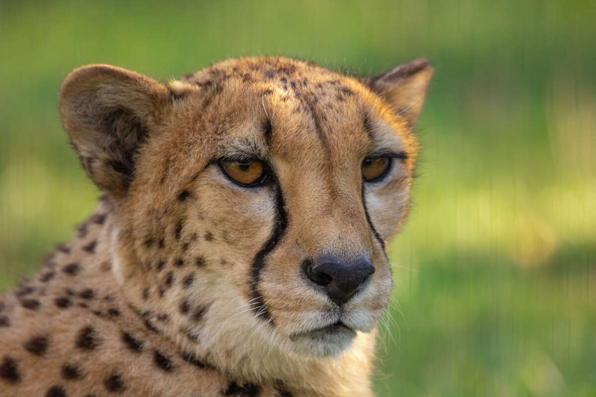 An adult female cheetah's portrait.
