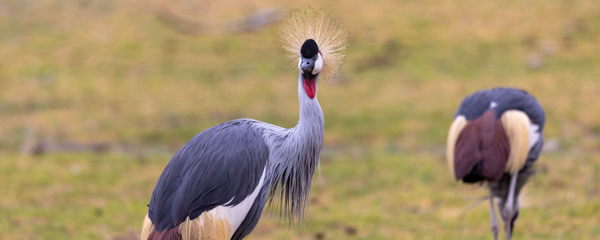 gray crowned crane panoramma