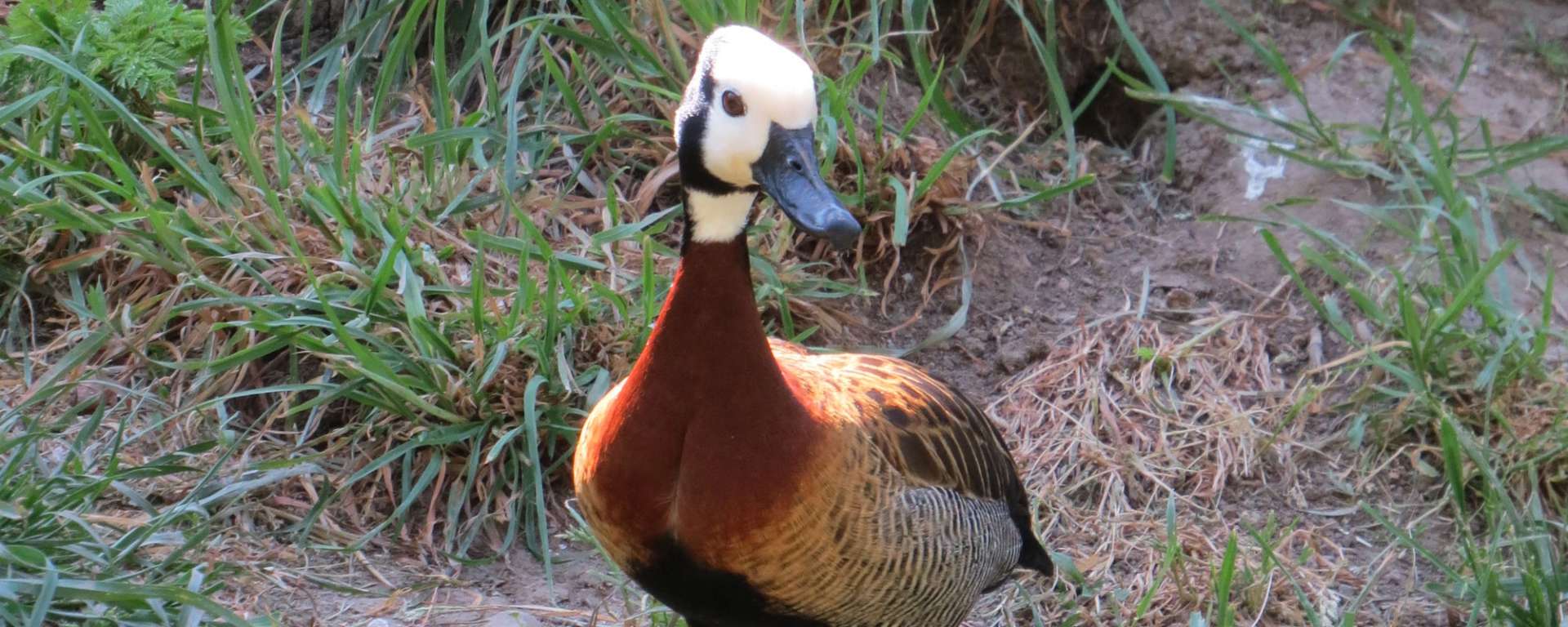 White Faced Whistling Duck by Cheryl Crowley