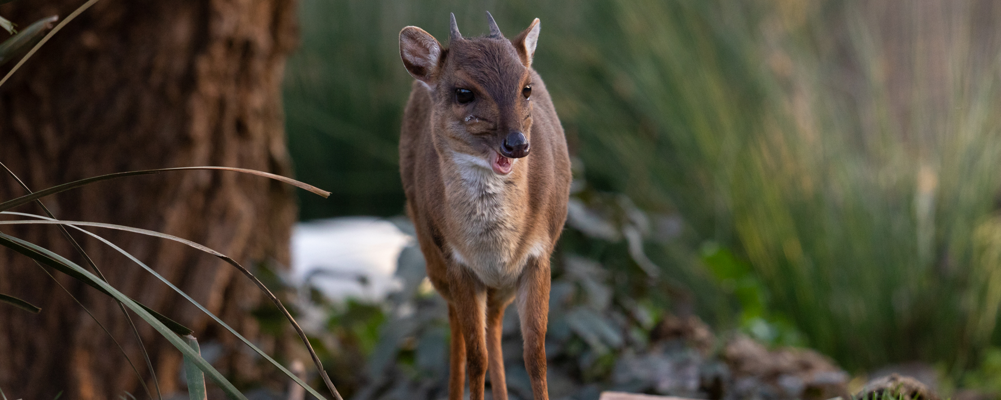Common Duiker
