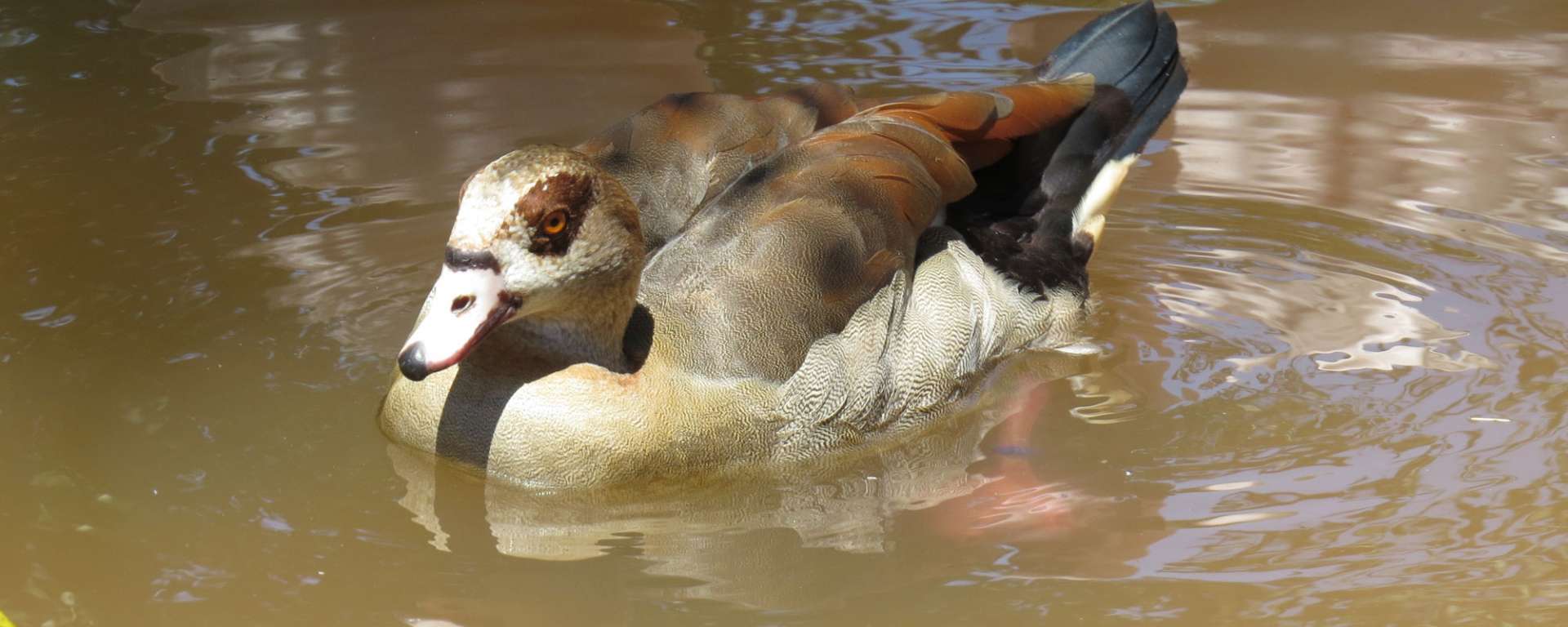 Egyptian Goose by Cheryl Crowley