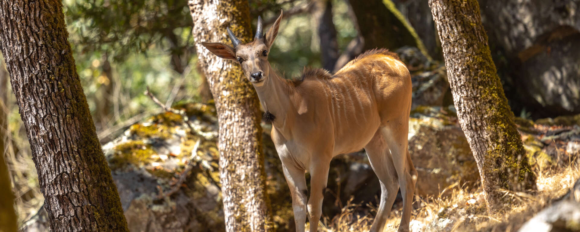 common eland among trees