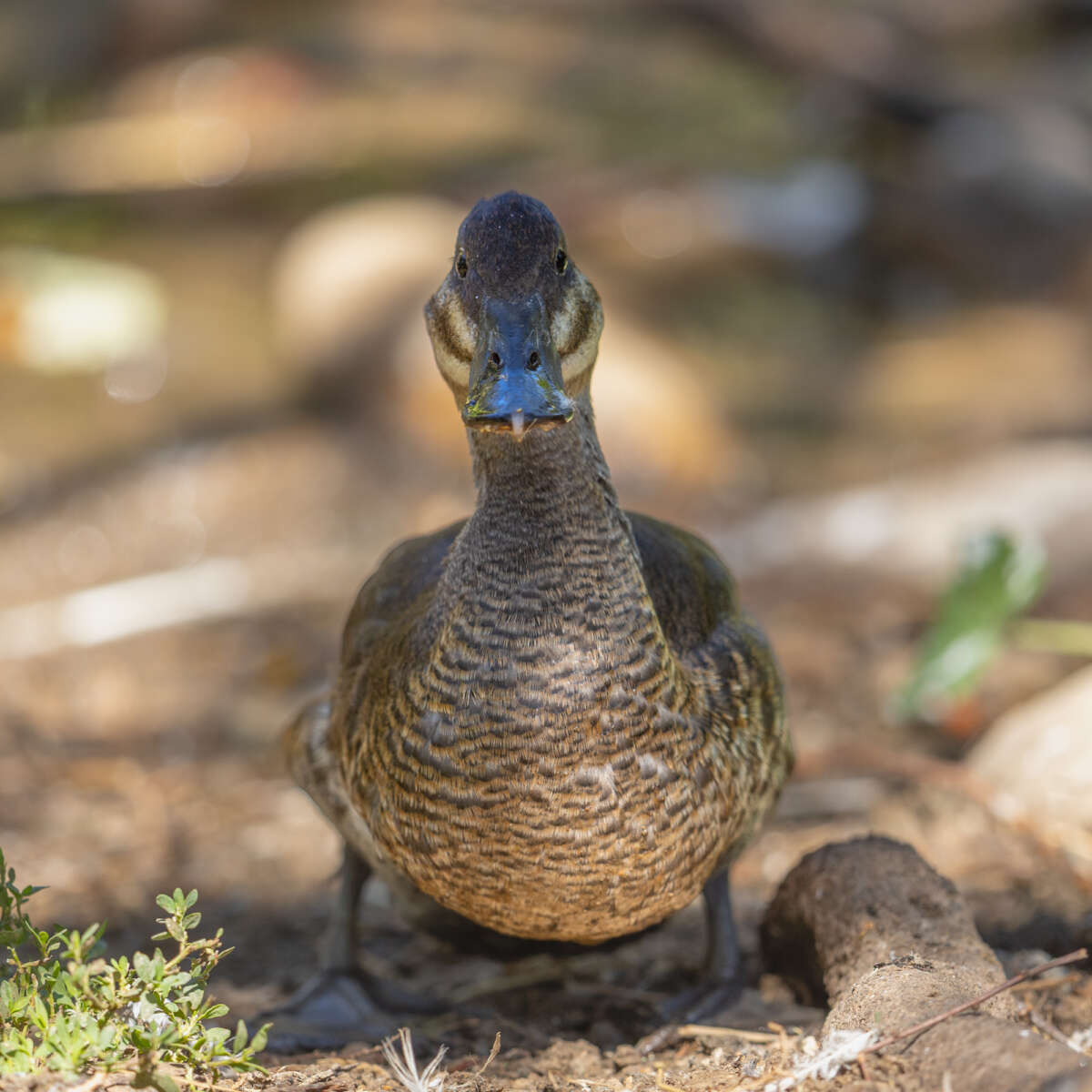 adult female ruddy duck