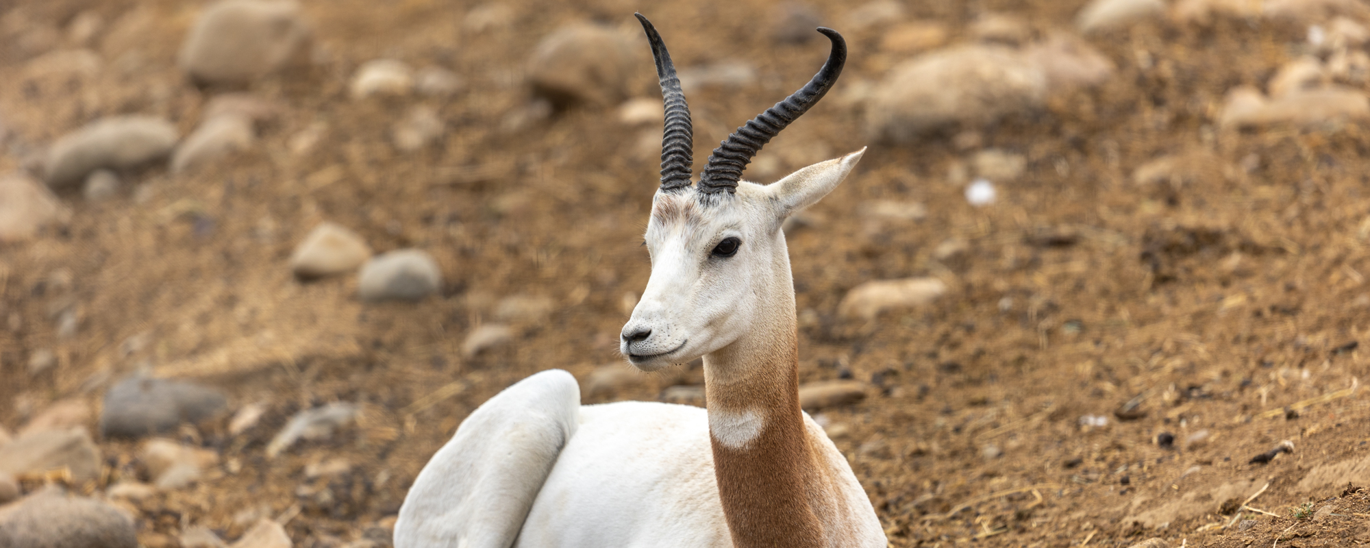 Gazelle, Dama - Safari West