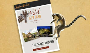 Gift eCard with a lemur