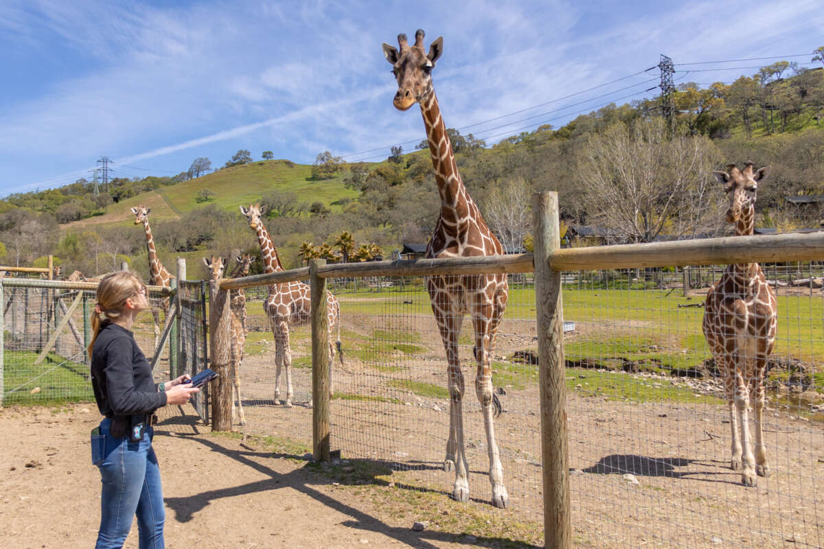 Ellie Gressman conducting behavioral observations on the Safari West giraffe herd