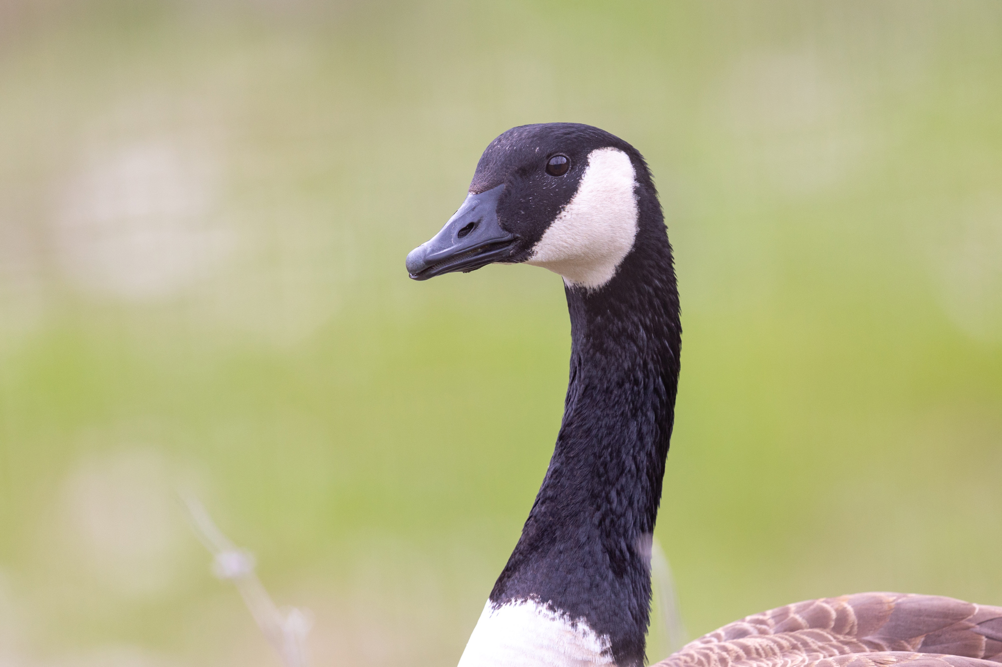 Canada Goose Friend or Foe? Safari West