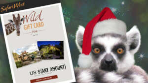 Safari West Wid Gift eCard