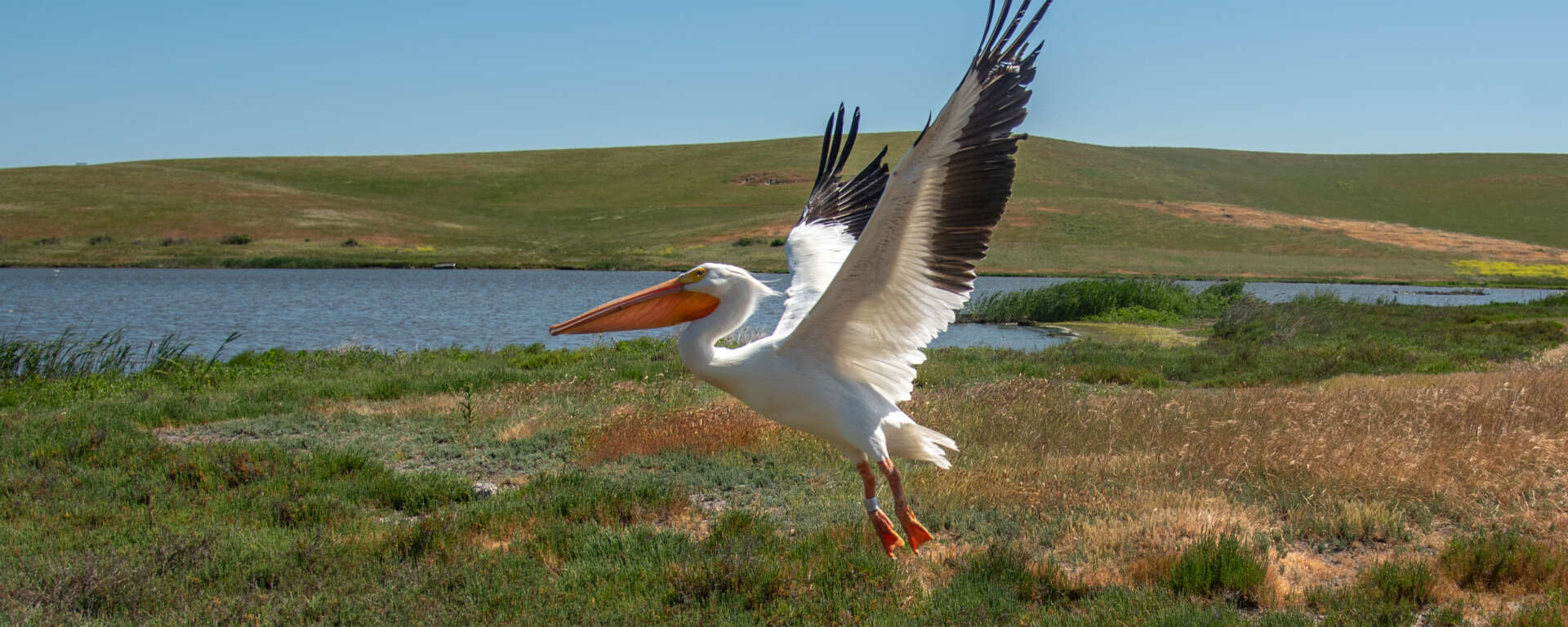 An American White Pelican in flight