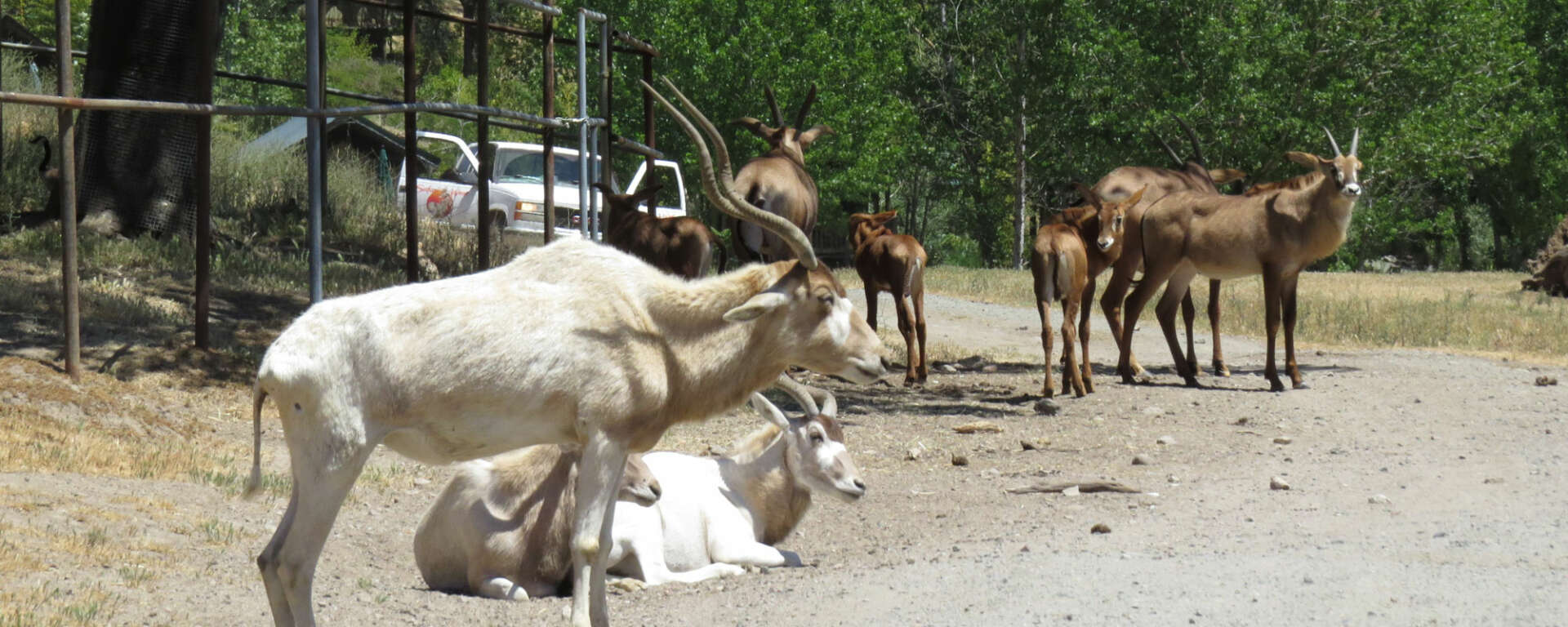 Roan Antelope and Addax