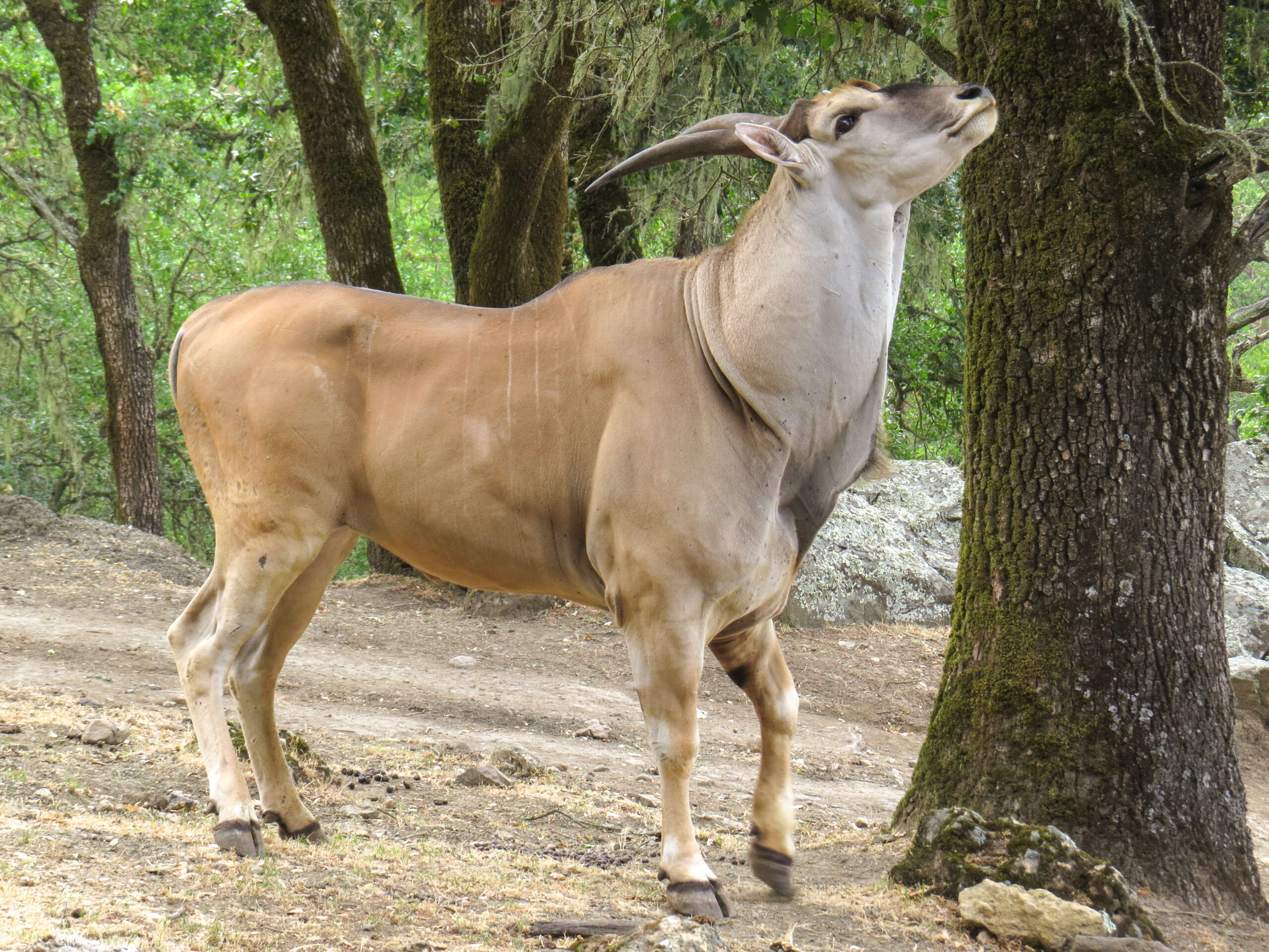 adult male eland