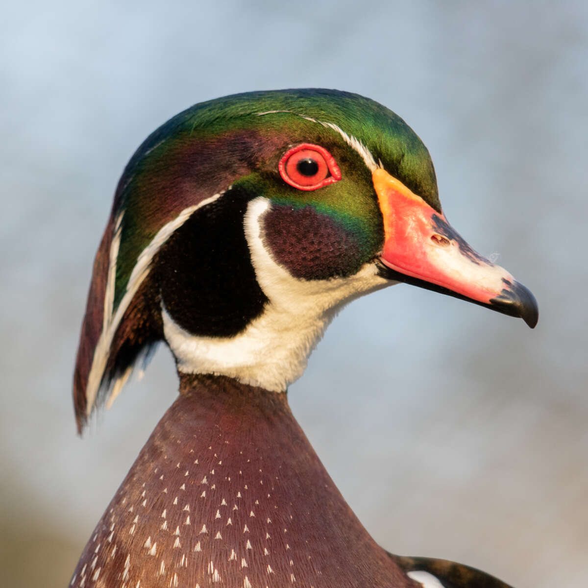 adult male wood duck portrait