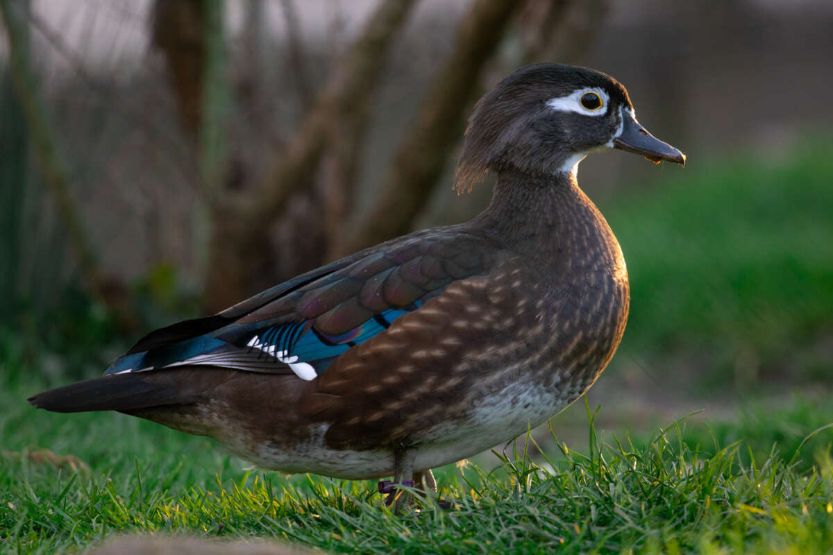 adult female wood duck
