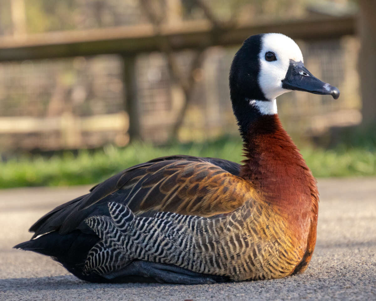 adult white-faced whistling duck