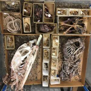 UC Berkeley Museum of Vertebrate Zoology Flesh Eating Beetles