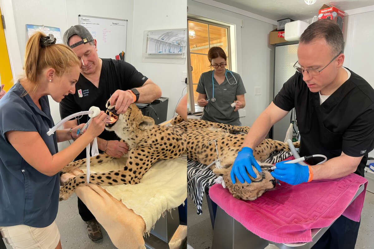 dental work on cheetah