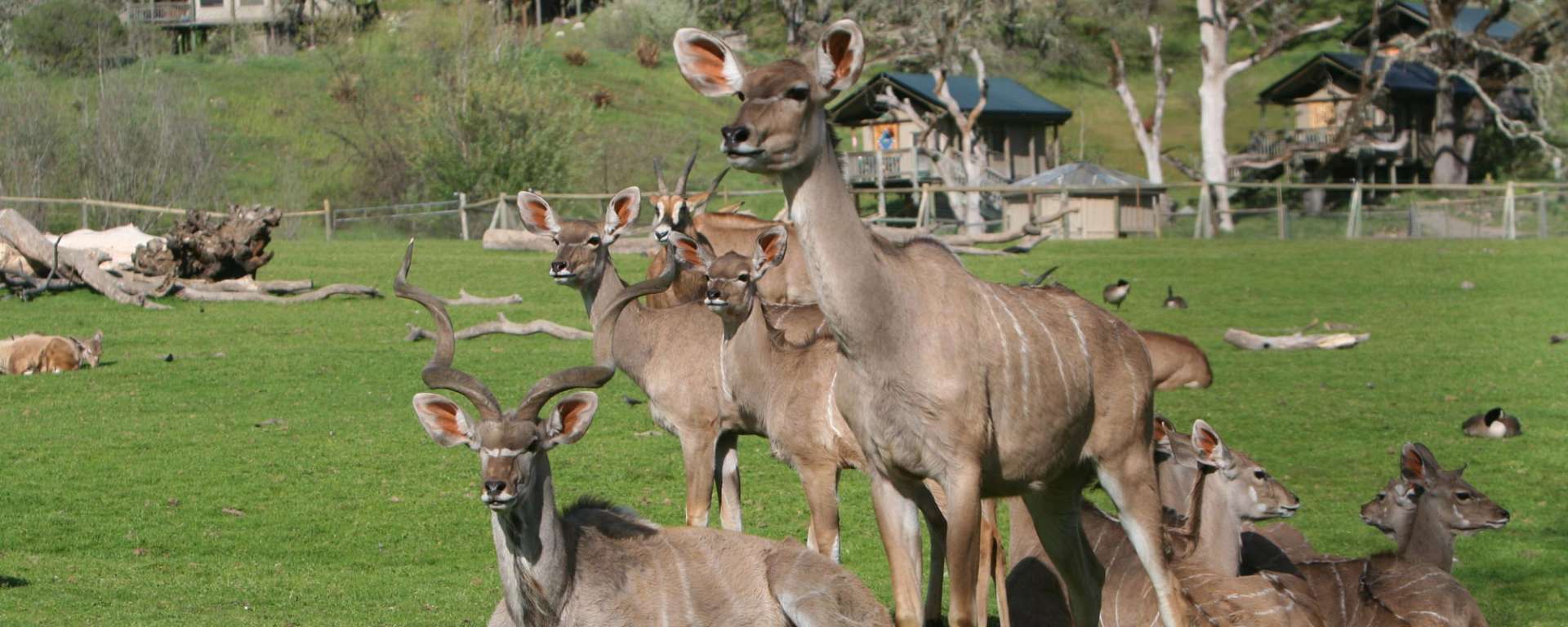 Kudu Group