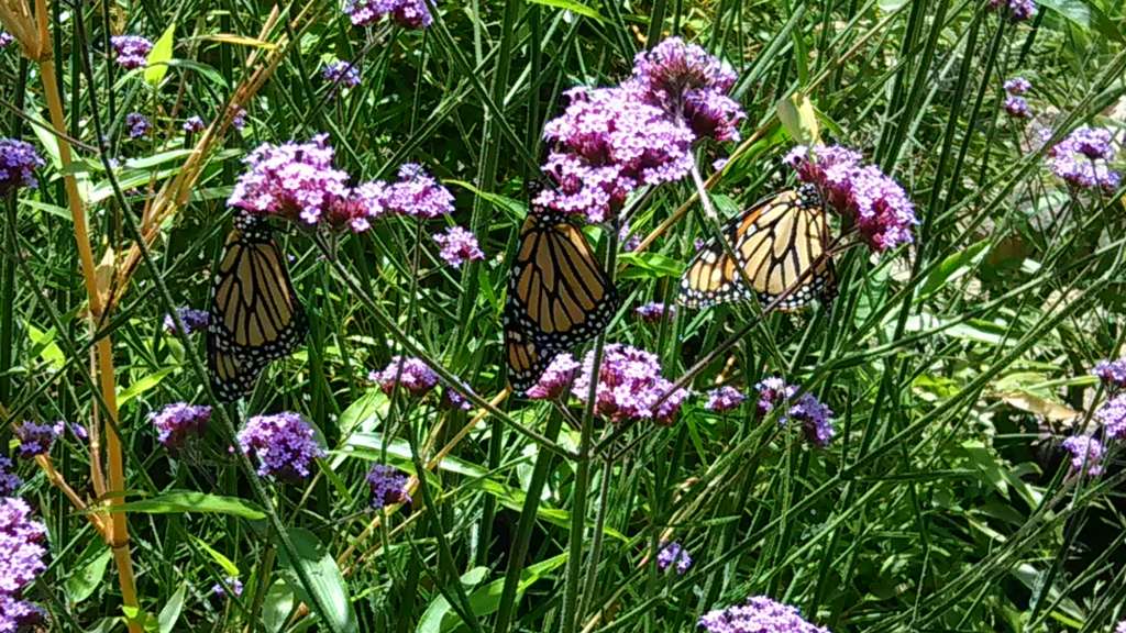 Monarch Butterfly
