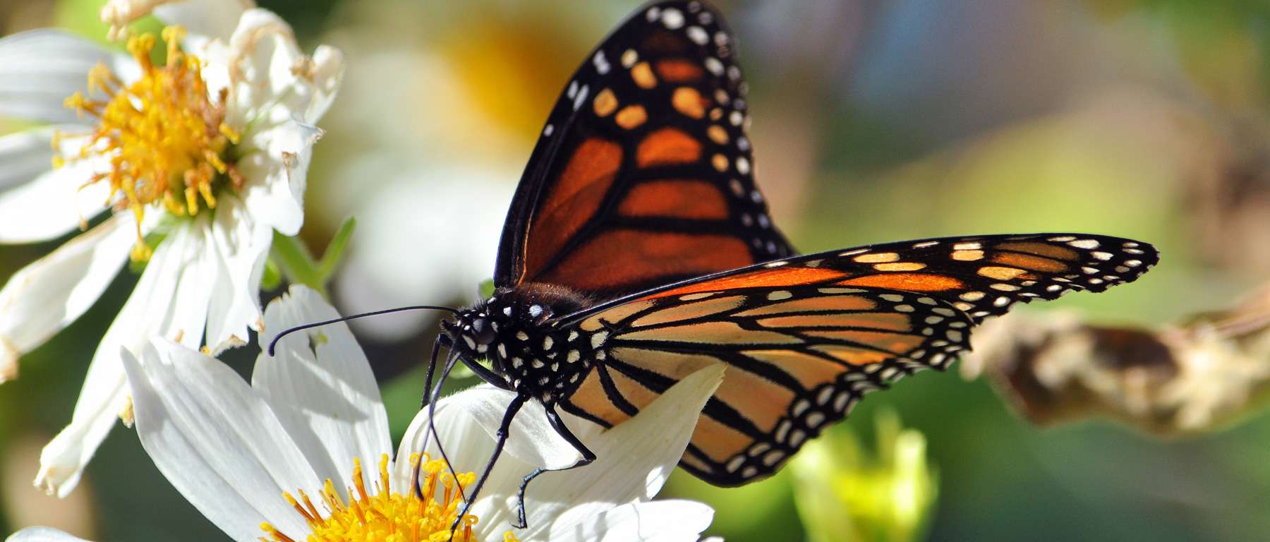Monarch Butterfly in Sonoma County