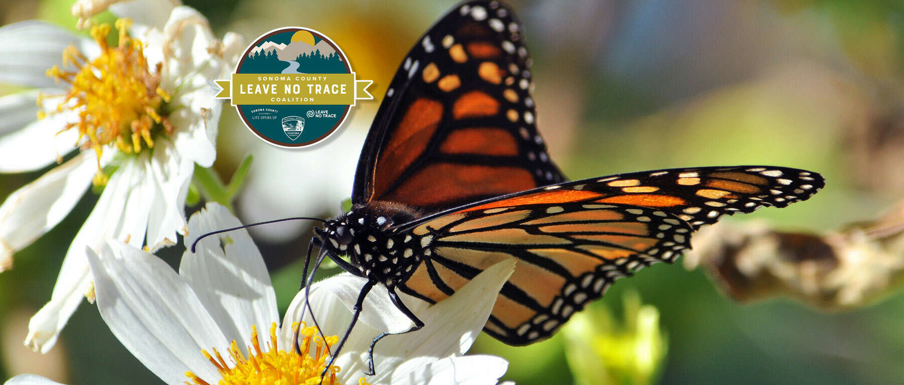 Leave No Trace Monarch Butterfly by Joshua Asel