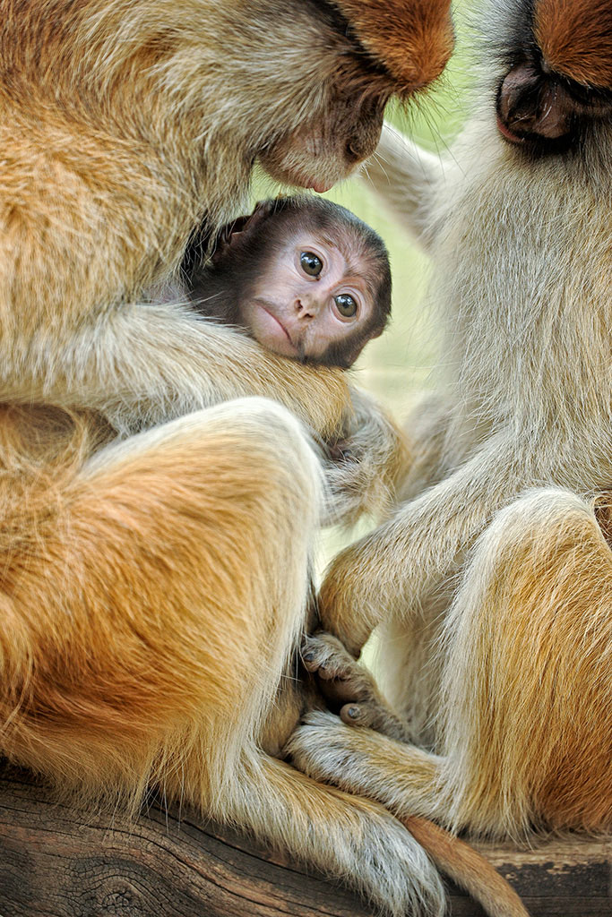 Patas Monkey Family