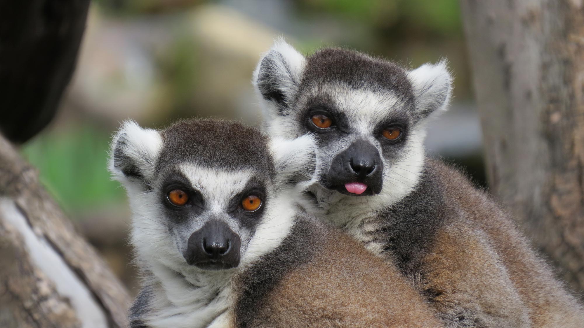 Lemur, Ring-Tailed - Safari West