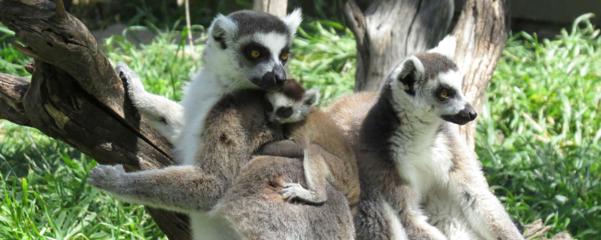 Ring-tailed Lemur with Baby