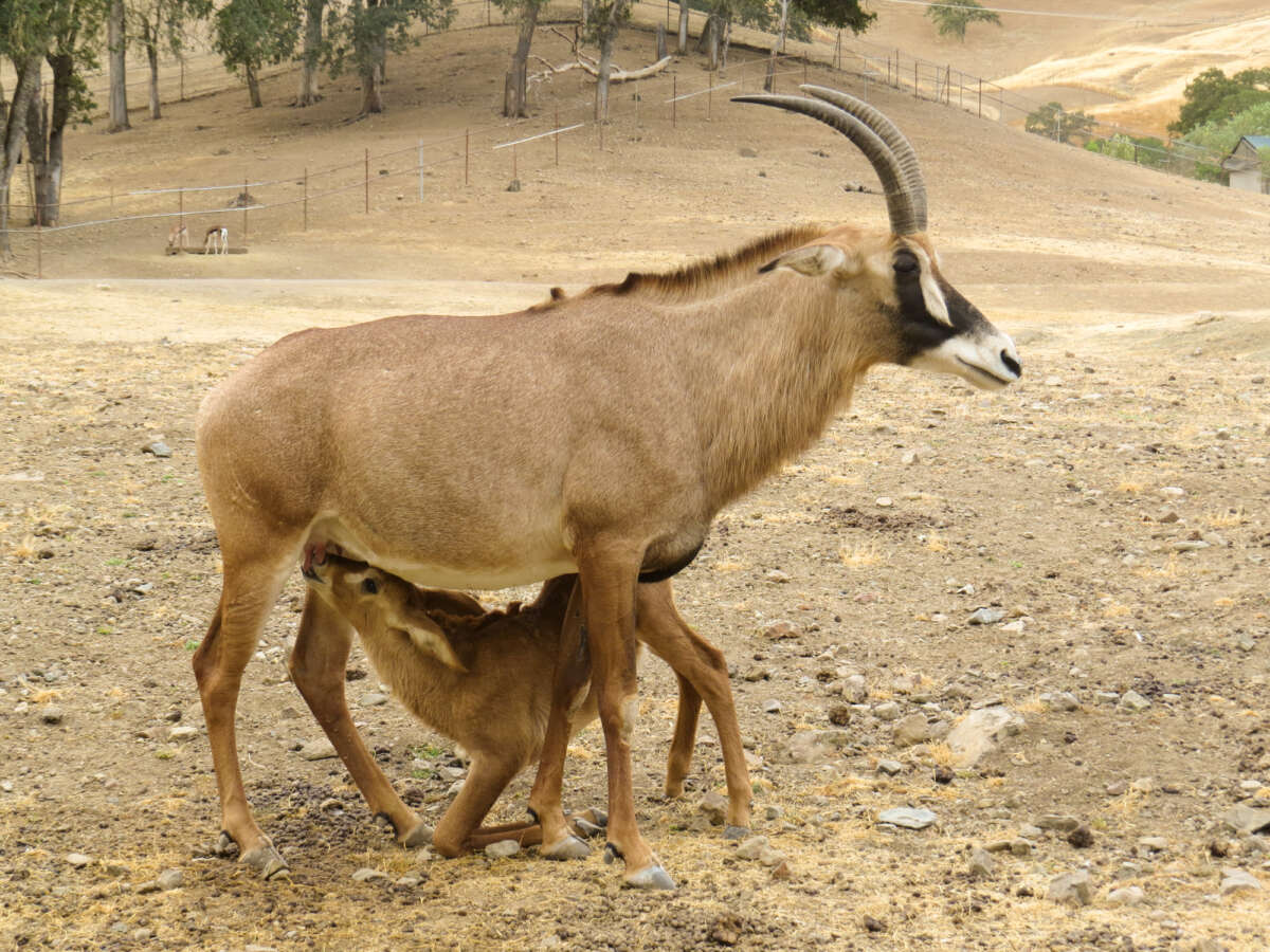 roan antelope nursing
