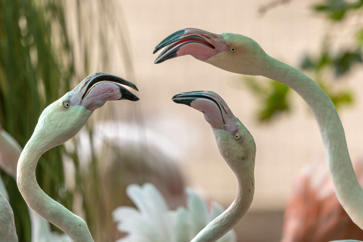 adult greater flamingos