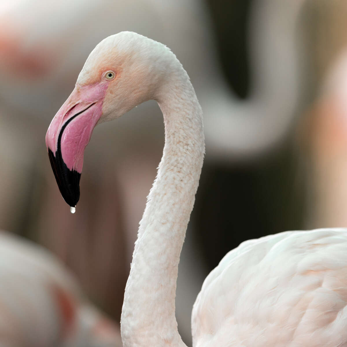 adult greater flamingo