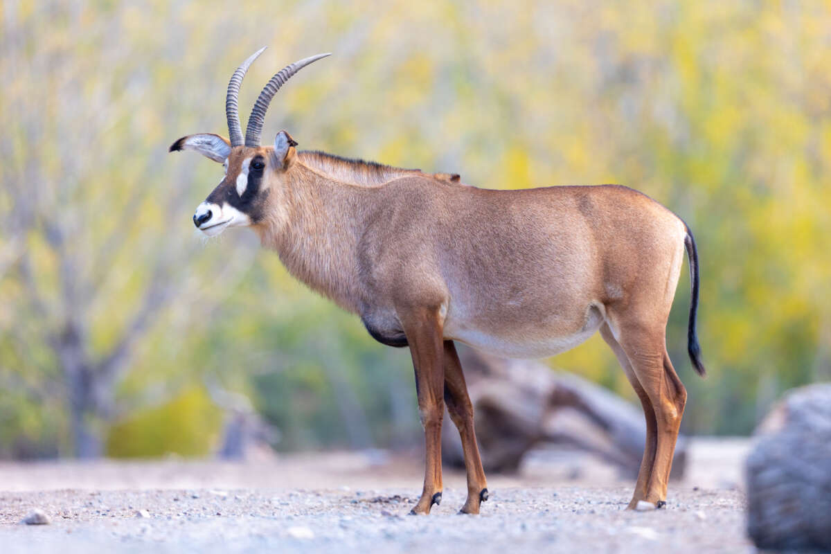roan antelope female
