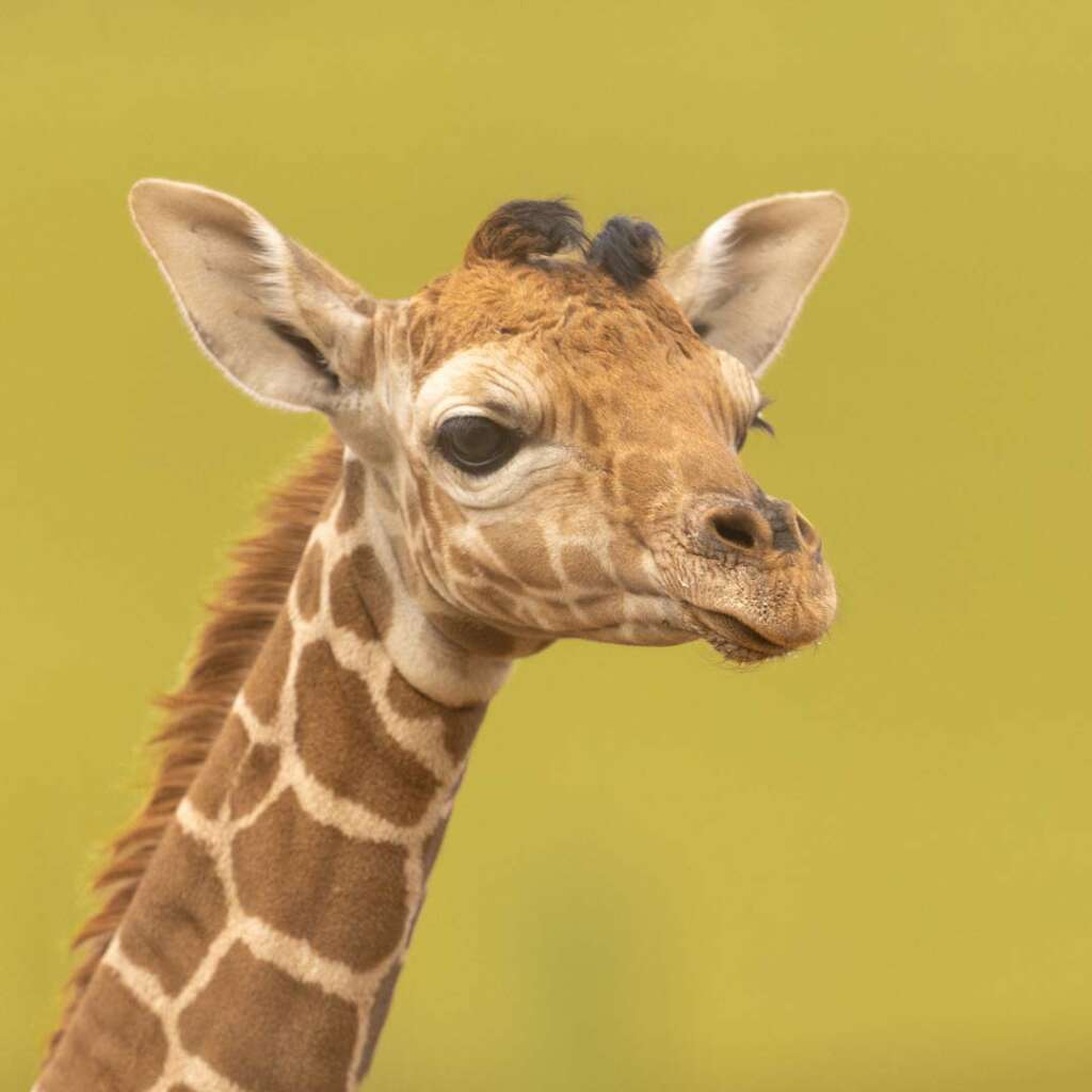 Giraffe Baby Grace