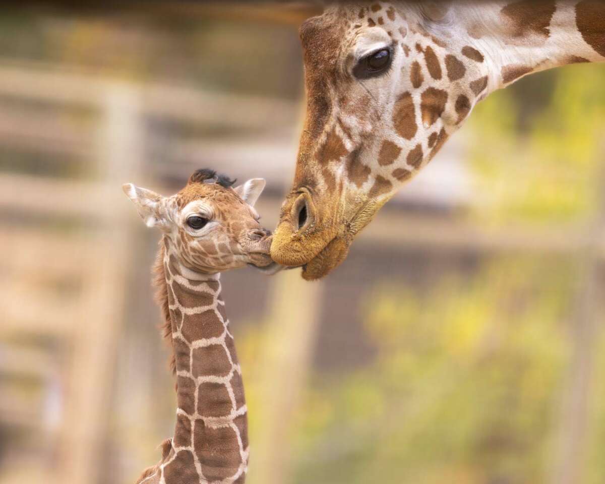 giraffe grace with mom