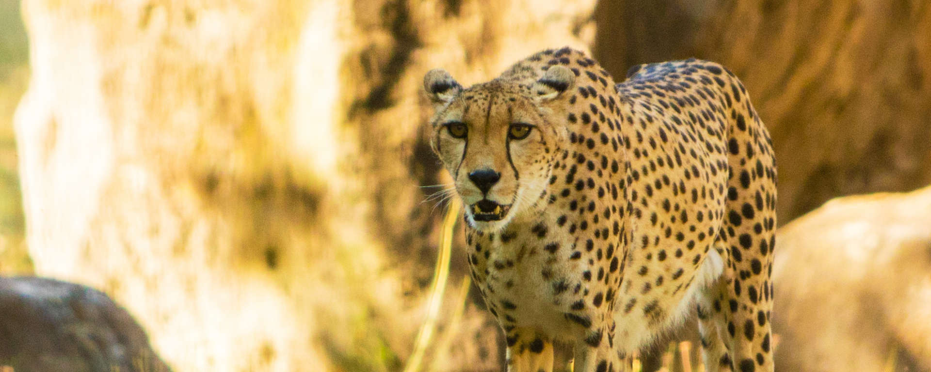 Cheetah by Ray Mabry