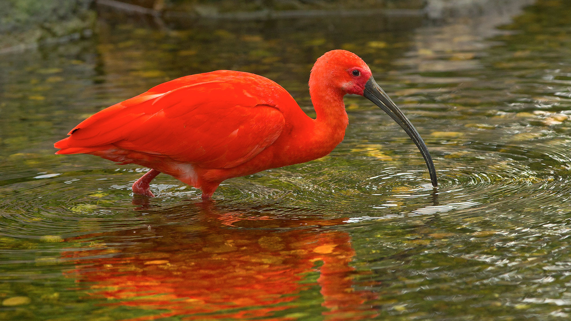 Ibis, Scarlet - Safari West