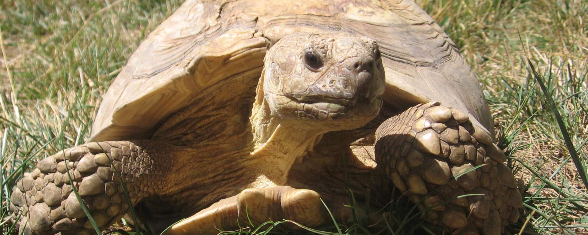 Sulcata Tortoise